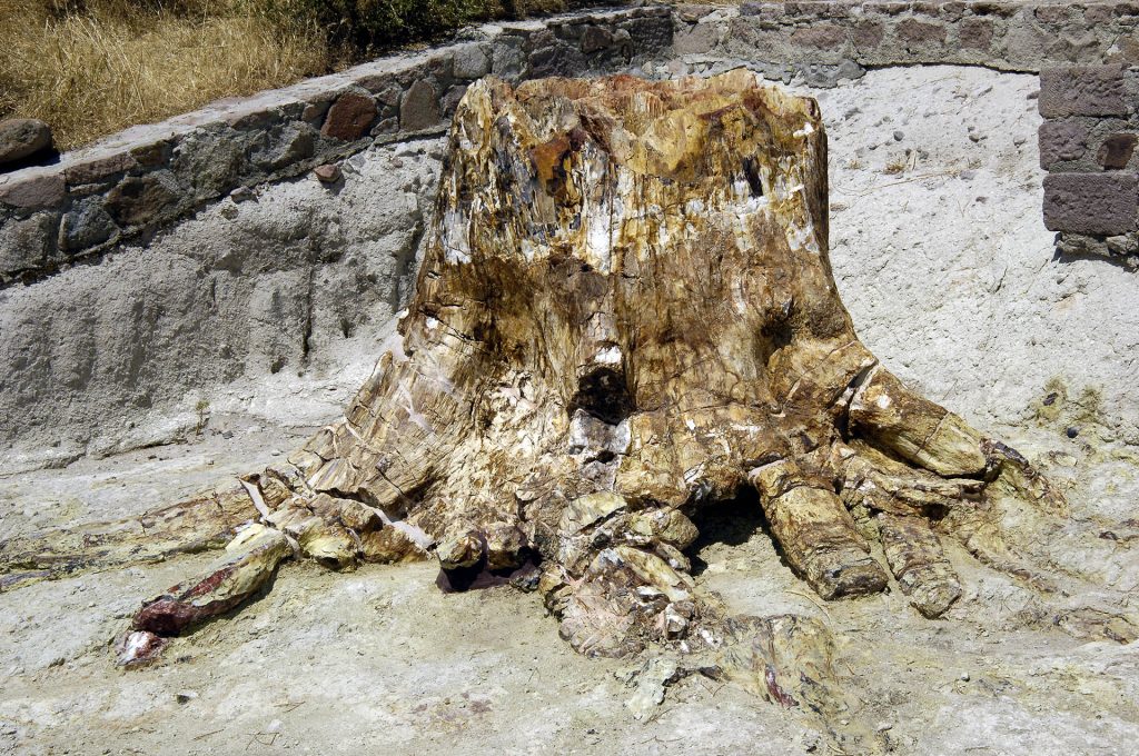 Τμήμα κορμού και ριζικών κόμβων απολιθωμένου δέντρου, Απολιθωμένο Πάρκο Σιγρίου.